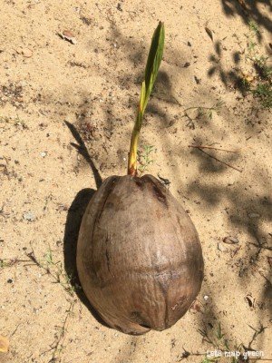 Coconut Tree