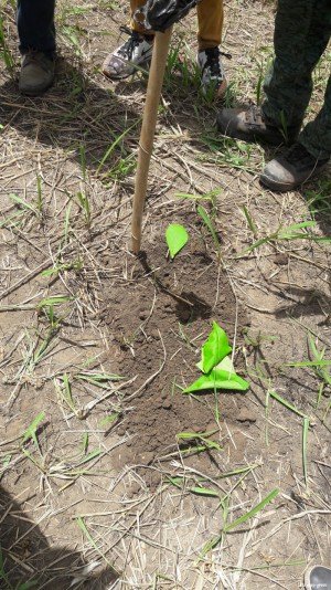 Let Map Green at TOUMODI in Ivory Coast