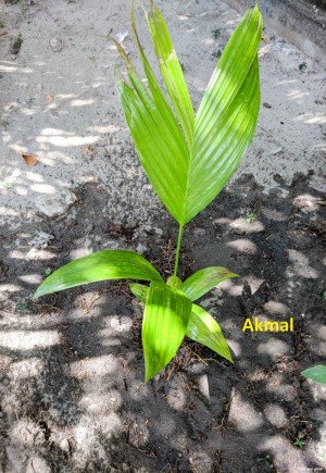 Areca Nut Palm - Akmal