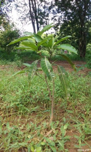 Mangifera indica