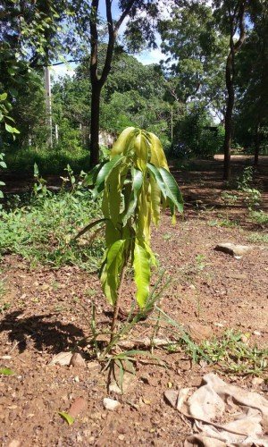 Mangifera indica