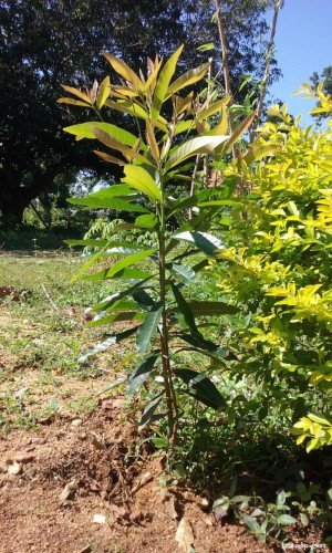 Indian Butter Tree