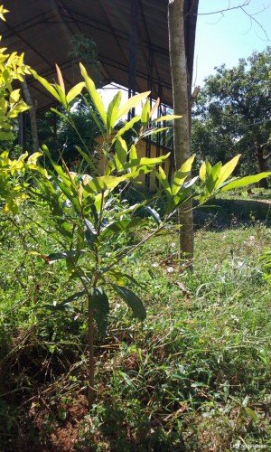 Indian Butter Tree