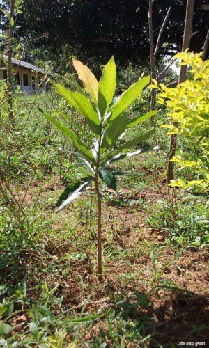 Indian Butter Tree