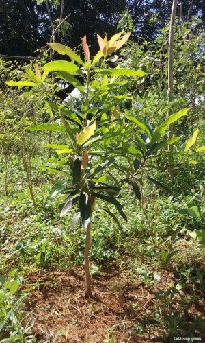 Indian Butter Tree