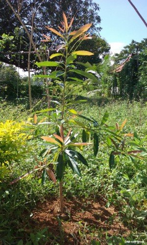 Indian Butter Tree