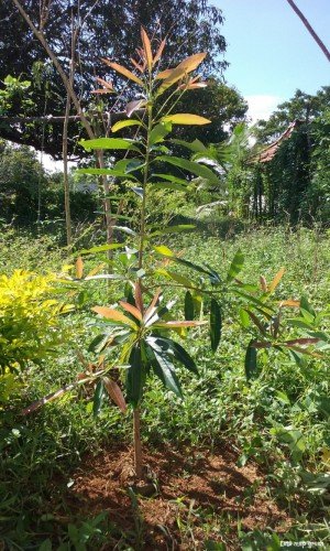 Indian Butter Tree