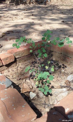 Bidi Leaf Tree