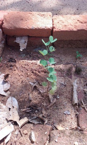 Bidi Leaf Tree