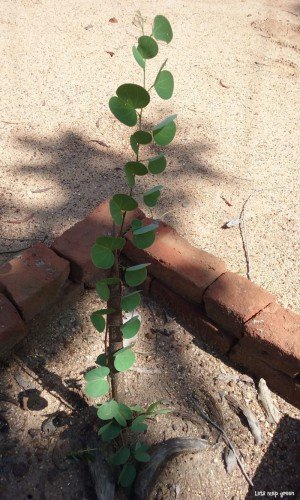 Bidi Leaf Tree