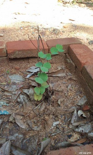 Bidi Leaf Tree