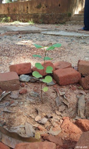 Bidi Leaf Tree