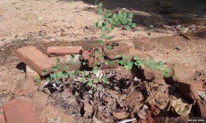 Bidi Leaf Tree