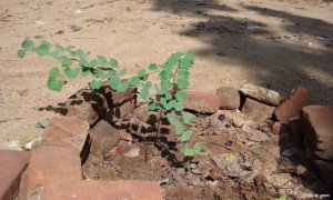 Bidi Leaf Tree