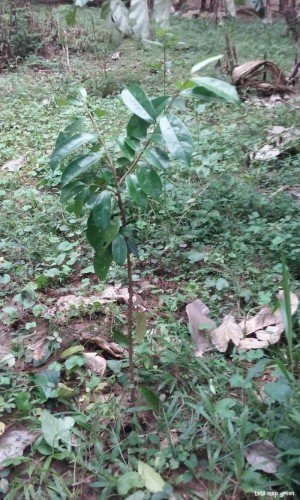 Soursop