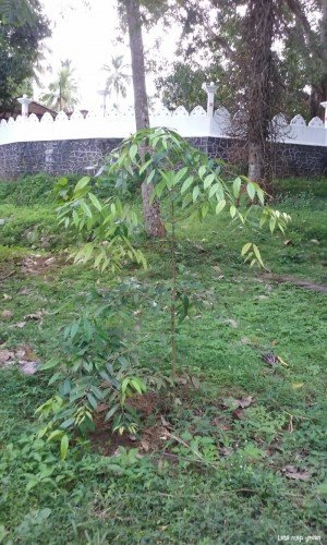 Sri Lankan Ironwood
