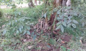 Sri Lankan Ironwood