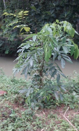 Golden Rain Tree