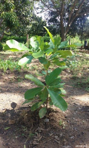 Cashew Tree