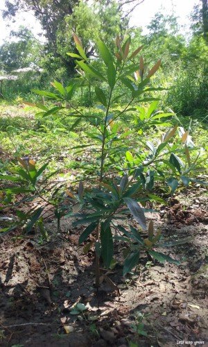 Indian Butter Tree