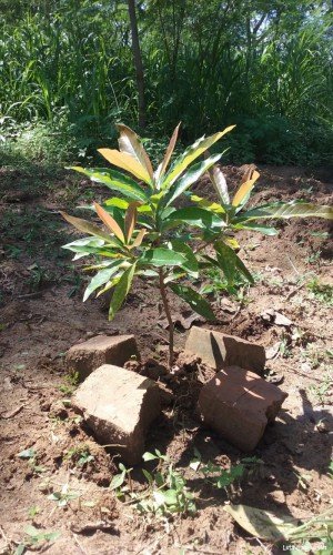 Indian Butter Tree