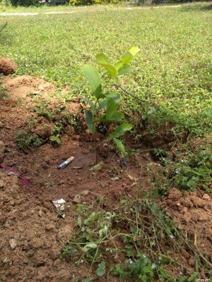 Jambu