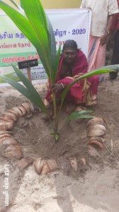 Coconut Tree