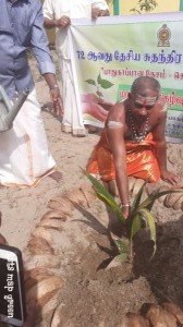 Coconut Tree