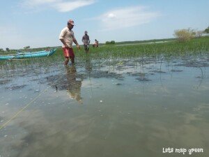 Mangrove - rizopora