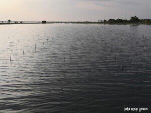 Mangrove - rizopora