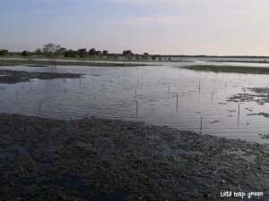 Mangrove - rizopora